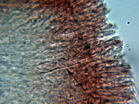 A Corticial da determinare (Chondrostereum purpureum)